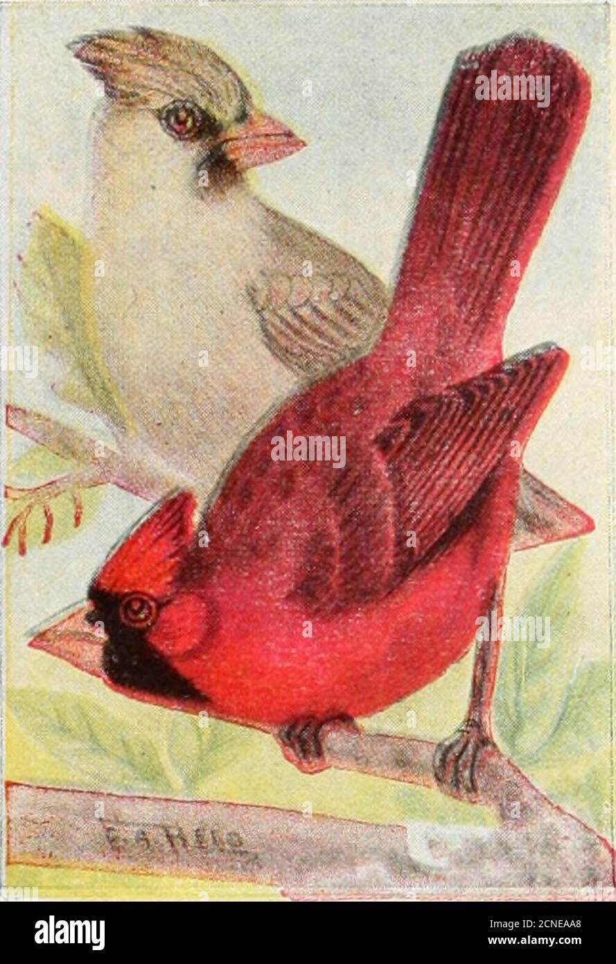 Cardinal Eggs High Resolution Stock Photography And Images Alamy