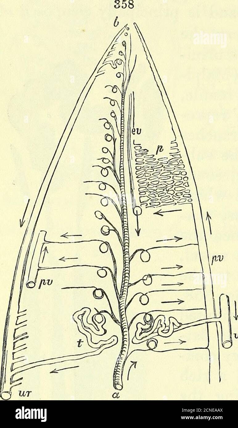 . On the anatomy of vertebrates [electronic resource] . the hinder part ...
