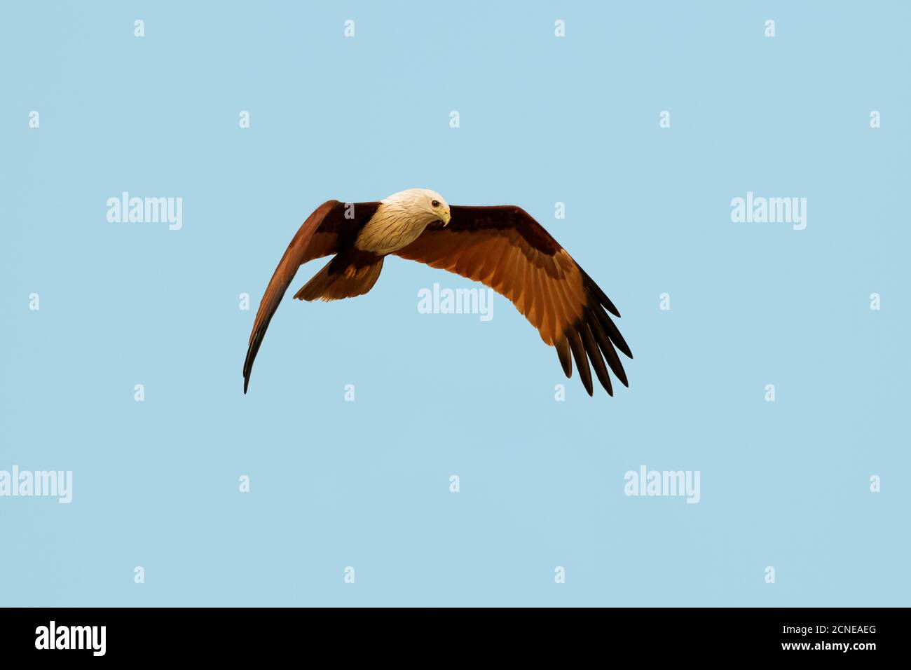 Brahminy kite (Haliastur indus), common here due to fish scraps, Marari Beach, Mararikulam, Alappuzha (Alleppey), Kerala, India, Asia Stock Photo