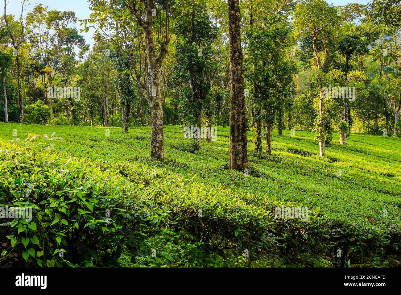 Tea and peppercorn plants at family owned 15 acre estate, growing white tea, coffee, pepper, cardamom, Anachal, Munnar, Kerala, India, Asia Stock Photo