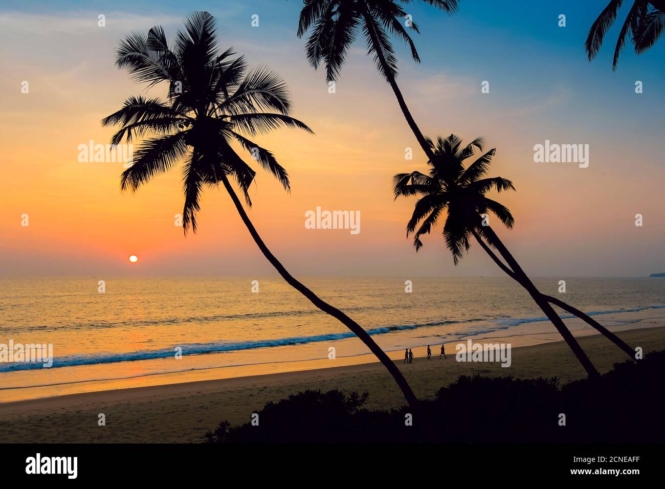 Leaning palm trees at sunset on lovely unspoilt Kizhunna Beach, south of Kannur on the state's North coast, Kannur, Kerala, India, Asia Stock Photo