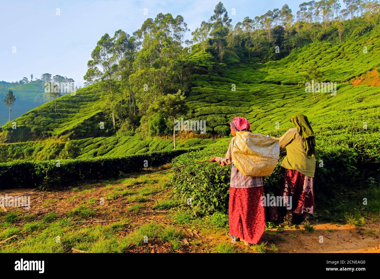 Что выращивают в индии. Плантации бобов мунг индии. Сельскохозяйство индии. Чайные плантации в уганде. Джут бангладеш растение.