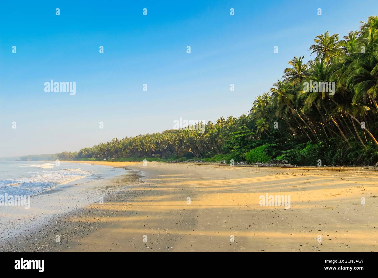 Leaning palm trees at lovely unspoilt deserted Kizhunna Beach, south of Kannur on the state's North coast, Kannur, Kerala, India, Asia Stock Photo