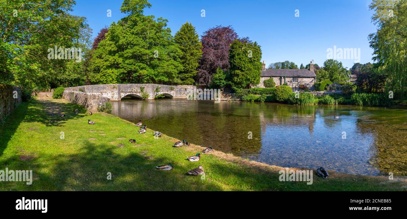 Ducks on the bank of River Wye, Ashford in the Water, Derbyshire Dales, Derbyshire, England, United Kingdom, Europe Stock Photo