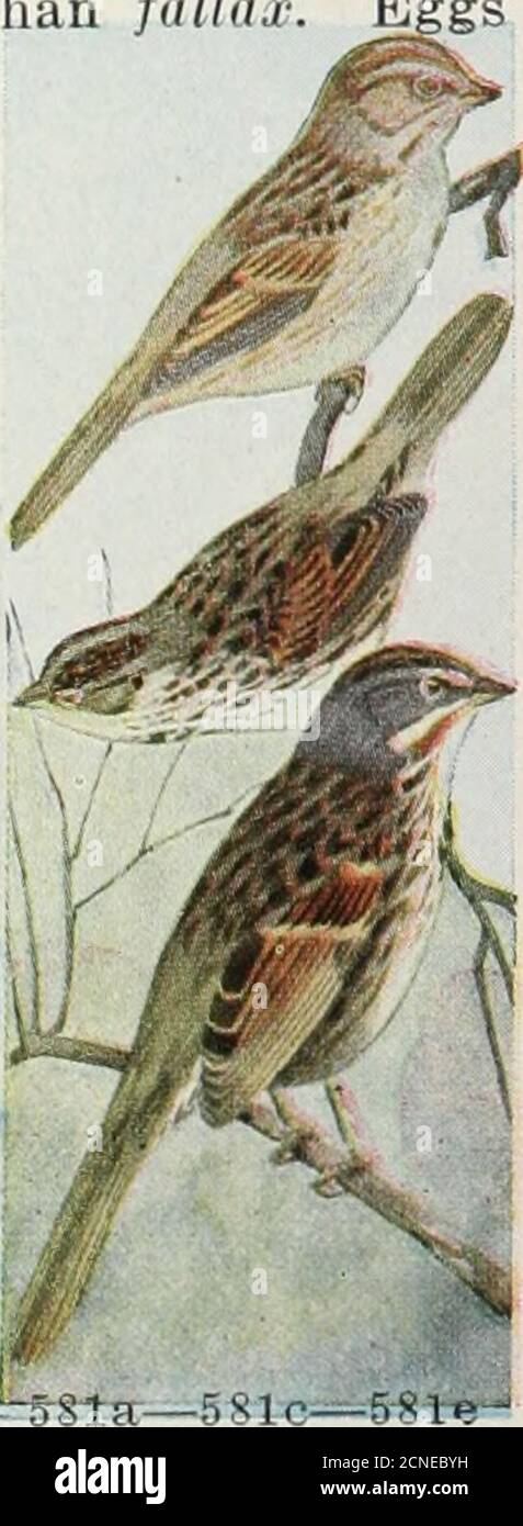 The Bird Book Illustrating In Natural Colors More Than Seven Hundred North American Birds Also Several Hundred Photographs Of Their Nests And Eggs Es And The Great Basin From