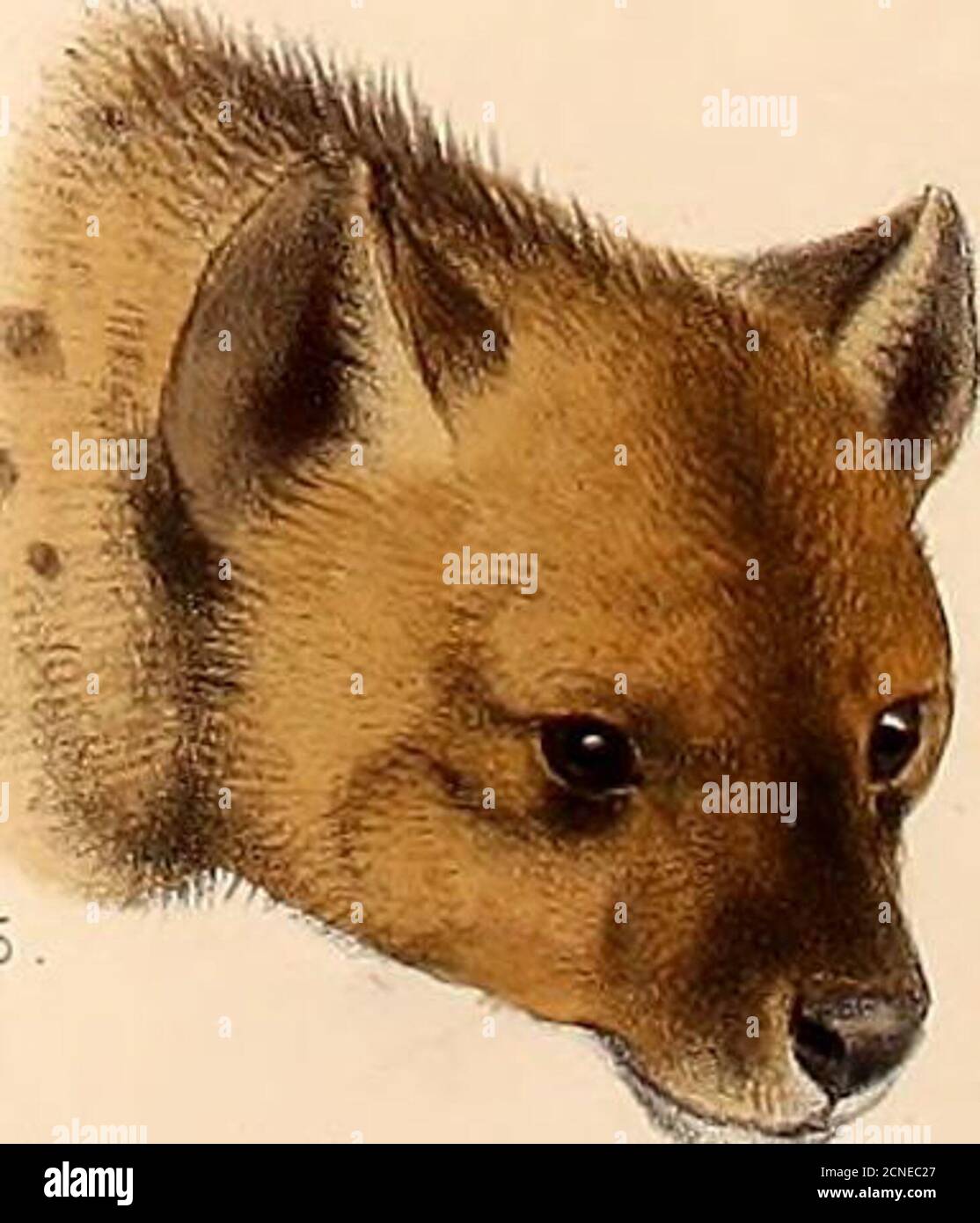 Dark colony game hi-res stock photography and images - Alamy