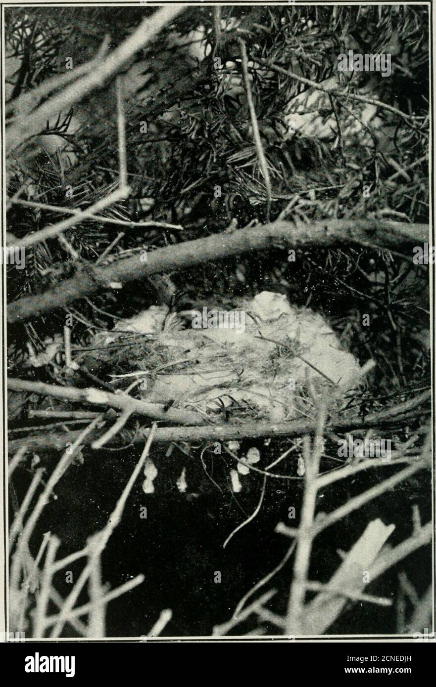 . Bird notes . s upon mice, insects, moles, and small birds.Sailing in wide circles overhead, the Red-shouldered is a r.iRD Notes.. Ihuh, h,/ W. Sli,n-r linihl. Algerian Ciiaffinch on Nest. The Nesting of the Algerian Chaffinch. 13 picture of repose in motion. Rising, falling in long undula-tions, floating, balancing far above the earth, now stationaryon motionless wings, and again with a superb swoop, a verymeteor for speed. Serenely pursues its way, ignoring theindignities of the crow that may not reach the dizzy heights towhich it soars. While nesting. April to August, helpless fledg-lings Stock Photo