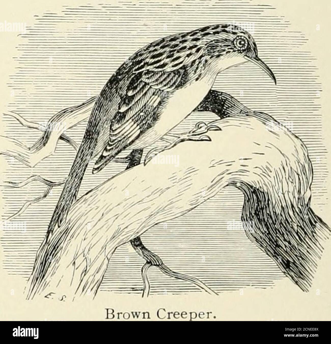 . The birds of Illinois and Wisconsin . Brown Creeper.. Jan., igoq. Birds of Illinois and Wisconsin — Cory. 267 Tail feathers, stiff and pointed; bill, curved; upper parts, streaked;under parts, white; rump, dull rufous brown. Certhia familiaris americana.Brown Creeper. See No. 348. Family SITTID^. Nuthatches. Stock Photo