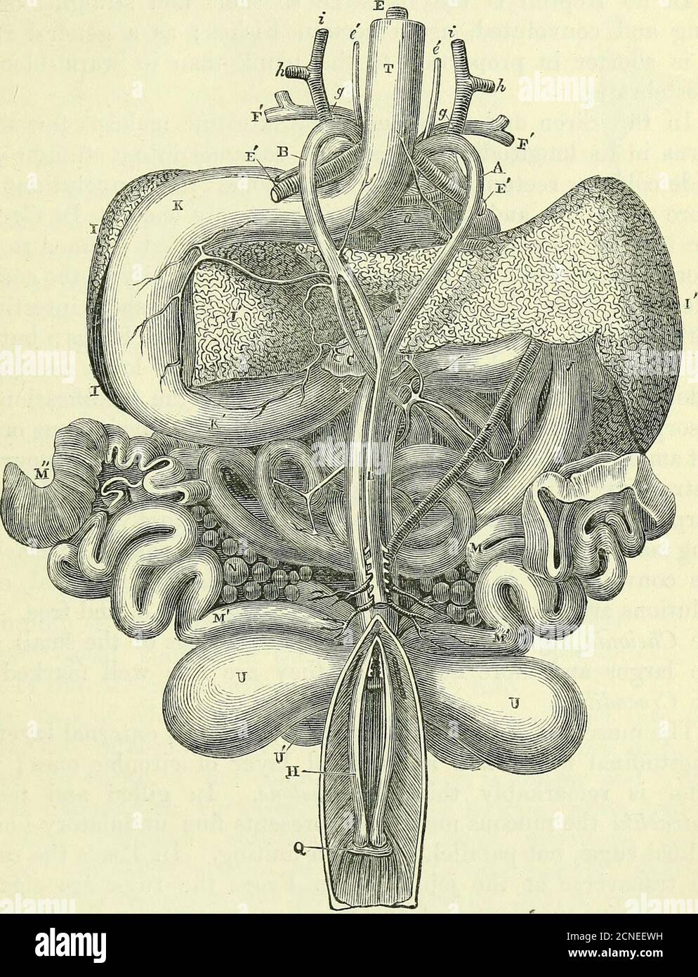 . On the anatomy of vertebrates [electronic resource] . Abdominal viscera of a Lizard, ccxxxv. In the stomach of a Crocodilus acutus, from 1 ccxxxvi. vol. ii. p. 357. 2 xx. torn. i. p. 146, preps, nos. 514-516. 3 xx. vol. i. p. 146, prep. no. 518 A.Jamaica, Hunter found the whole of the feathers of a bird, with a few of the bones,which had lost all their earth, exactly similar to a bone which has been steeped in anacid....There were stones in the stomach of considerable size, larger, e. g. than theend of a mans thumb. ccxxxvi. vol. ii. p. 337. Dr. Jones (ccxlv. p. 94) found inthe stomach of an Stock Photo
