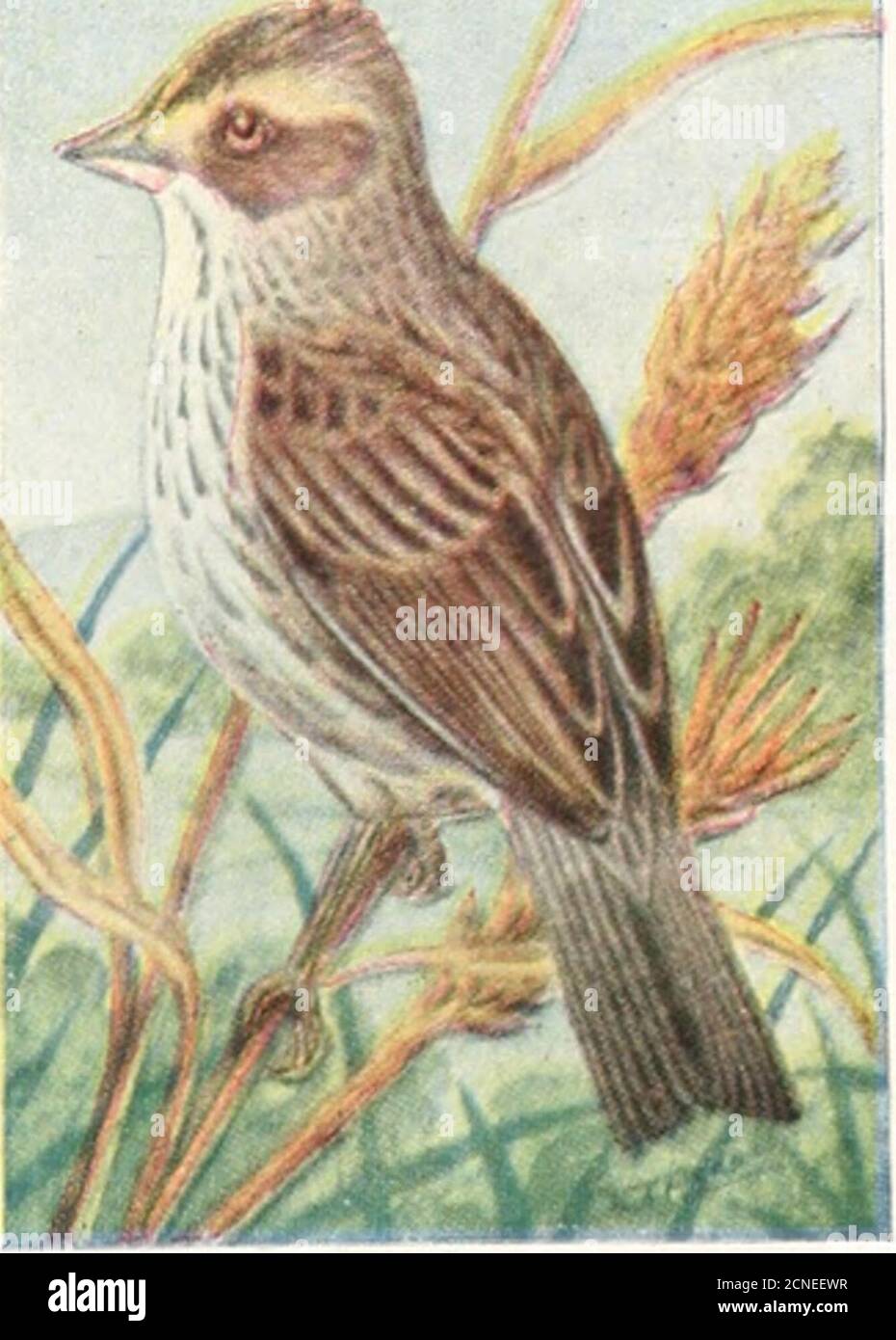 The Bird Book Illustrating In Natural Colors More Than Seven Hundred North American Birds Also Several Hundred Photographs Of Their Nests And Eggs Grayish W Tiite Savannah Sparri Perching