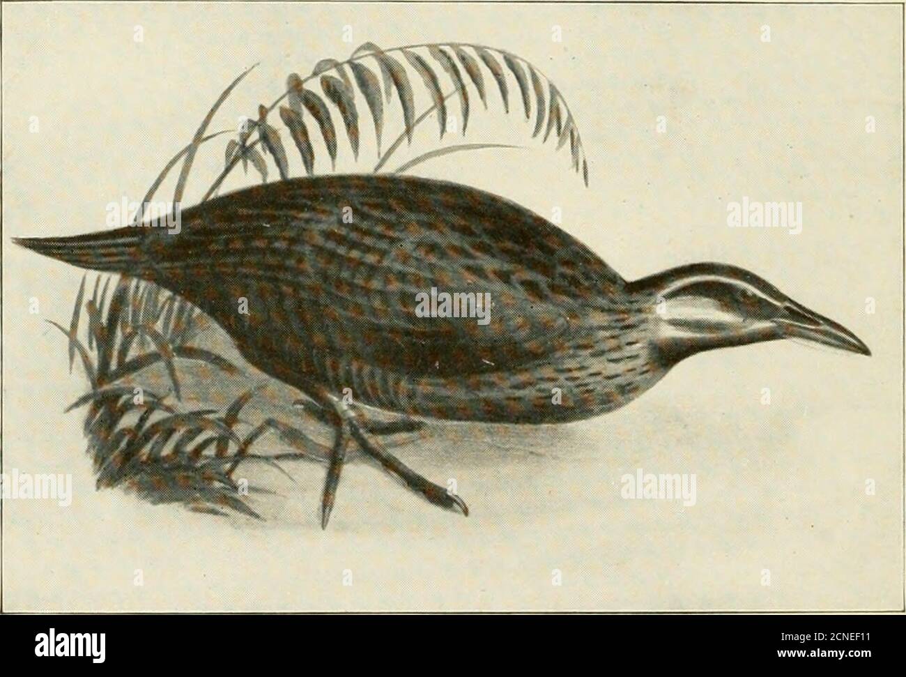 . The animals of New Zealand; an account of the dominion's air-breathing vertebrates . ng black wood hen went every morningand evening to his camp in the gorge, uttering a shrill whistle ofone note, and, on his throwing her a piece of biscuit, she wouldpick it up, throw it on the ground till it broke, and then eat it. 188 THE ANIMALS OF NEW ZEALAND She became so tame that she would walk round his dog, and comeinto the tent, and, on a second visit to the camp, he found that shestill hanntecl the place. On one occasion, at daylight, he wasawakened by a noise, and, on looking up, saw one of these Stock Photo