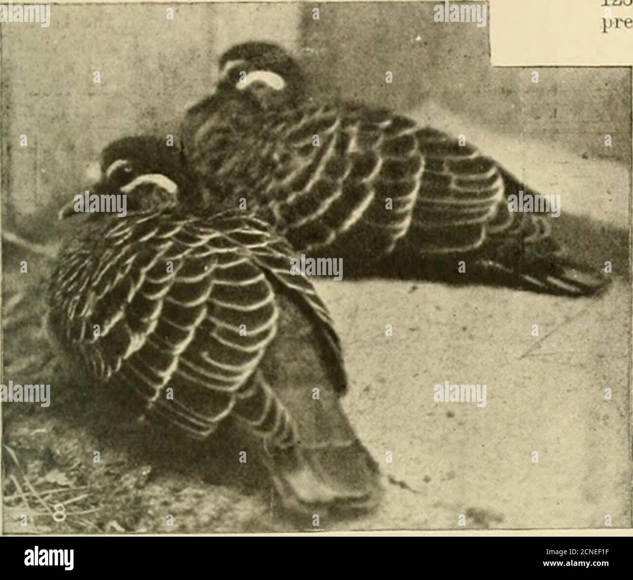 Foreign birds for cage and aviary . Hen Beonze-wixg Pigeon. BRONZE-WINGED  PIGEONS. 289. numerous specimens have been added to the collectionby  presentation, exchange, deiK)sit, and repeated breed-ing. On ilay 1, 1907,