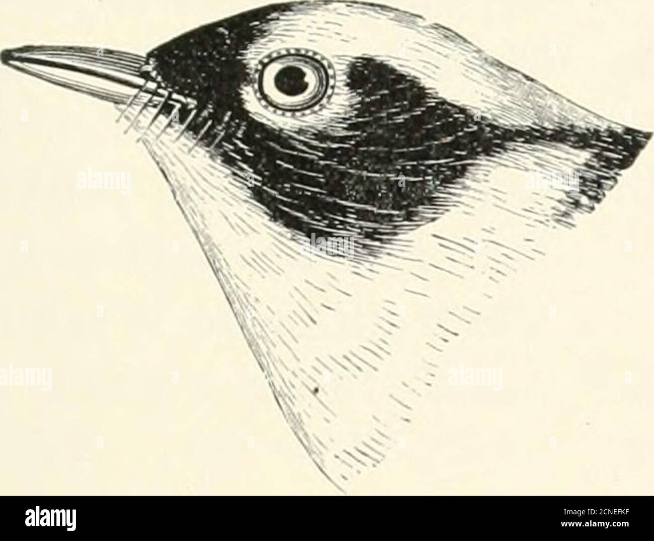 . The birds of Illinois and Wisconsin . Jan., 1909. Birds of Illinois and Wisconsin — Cory. 251. Throat and sides, chestnut; crown,chestnut. Dendroica castanea {adult male).Bay-breasted Warbler.See No. 317. Throat and sides, more or less marked with chestnut; crown, ohvegreen, streaked with black; back, grayish ohve, streaked with black;(crown, with indications of chestnut); belly, cream white. Dendroica castanea {female).Bay-breasted Warbler.See No. 317. Throat and under parts, cream white, shading into pale buff; whiteon flanks; crown and back, green, indistinctly streaked with black; wing b Stock Photo