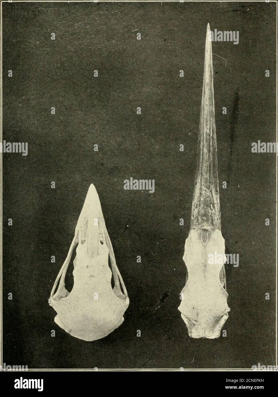 . The bird; its form and function . s to open and clutch! Allis done without a break or hesitation, so quickly thatones eye can hardly register the act, and all by meansof impulses sent through the finest of white, hair chan-nels, consisting of a substance so unstable that it tearsand falls apart, like wet tissue-paper, when we examineit. And if the sending and receiving of impulses seemswonderful to us, what can we say of the brain, the masterof all, where instinct, mind, soul,—no matter what wecall it,—directs the whole life? It is here that fact uponfact, experience upon experience, is stor Stock Photo