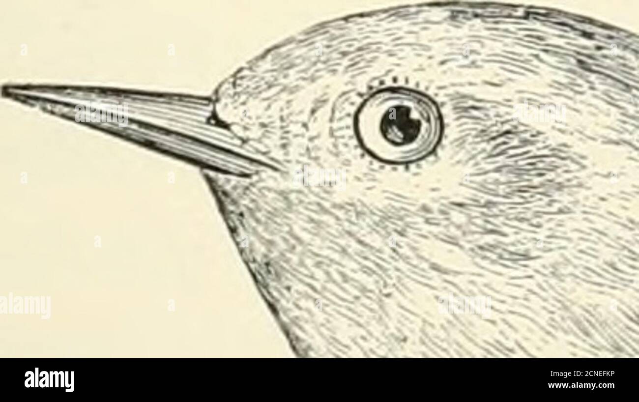 . The birds of Illinois and Wisconsin . Throat and sides, chestnut; crown,chestnut. Dendroica castanea {adult male).Bay-breasted Warbler.See No. 317. Throat and sides, more or less marked with chestnut; crown, ohvegreen, streaked with black; back, grayish ohve, streaked with black;(crown, with indications of chestnut); belly, cream white. Dendroica castanea {female).Bay-breasted Warbler.See No. 317. Throat and under parts, cream white, shading into pale buff; whiteon flanks; crown and back, green, indistinctly streaked with black; wing bars, white. Dendroica castanea {immature). Bay-breasted W Stock Photo