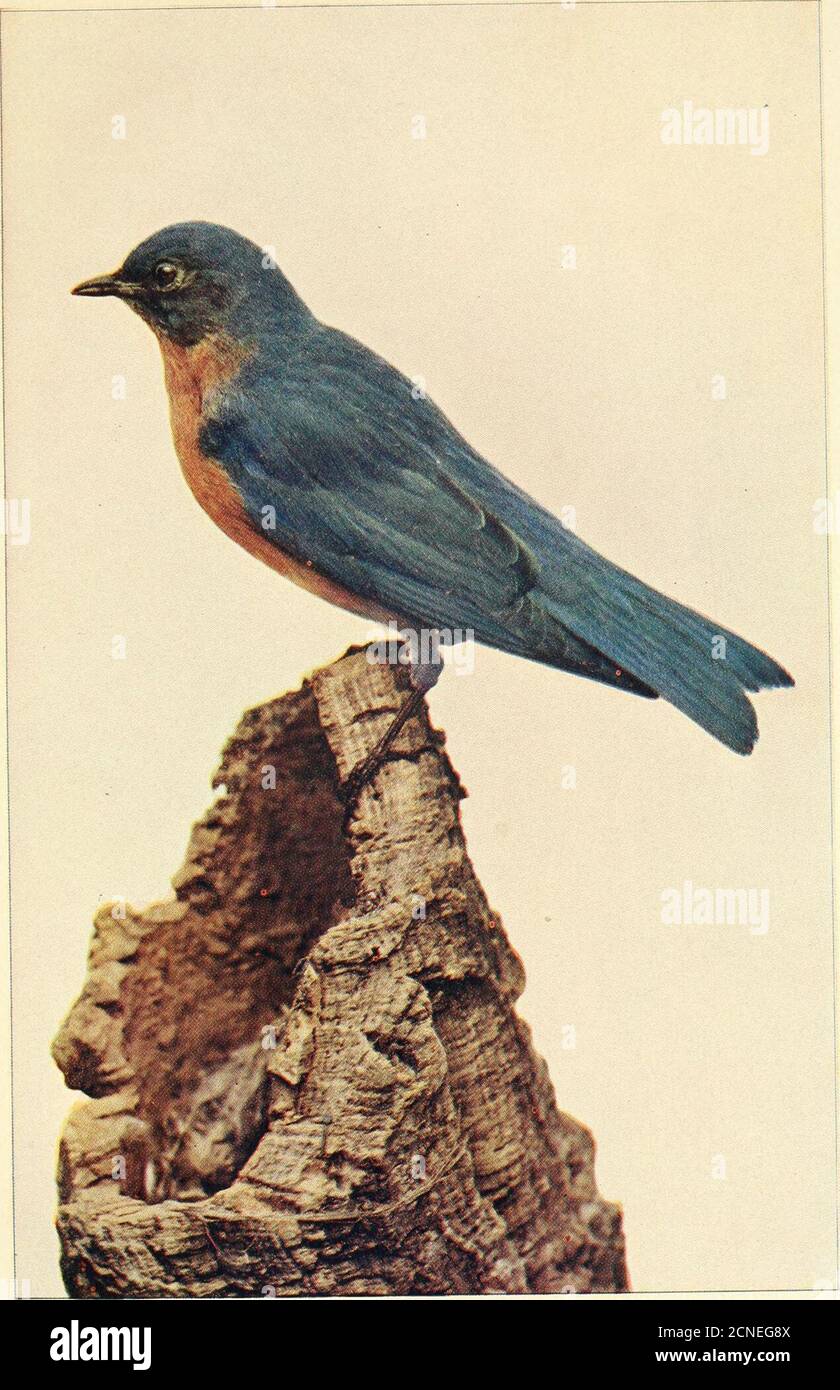 Different things with their sounds hi-res stock photography and images