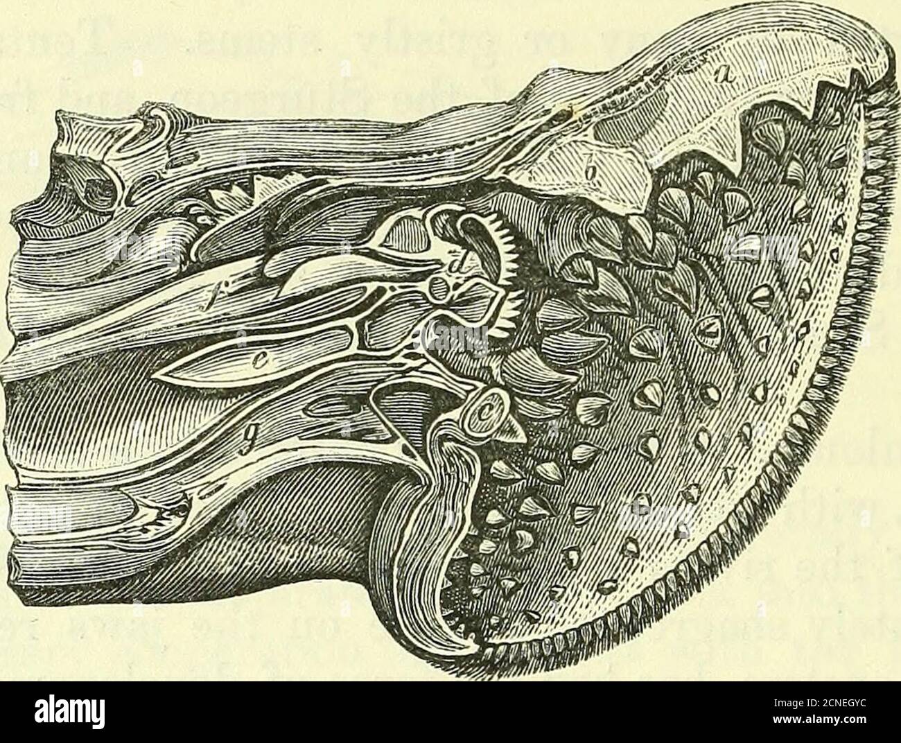 . On the anatomy of vertebrates [electronic resource] . e orifice of ...