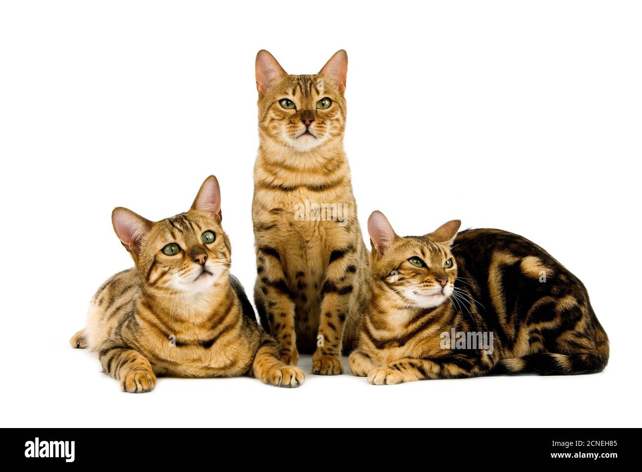 Brown Spotted Tabby and Brown Marbled Tabby Bengal Domestic Cat, Adults