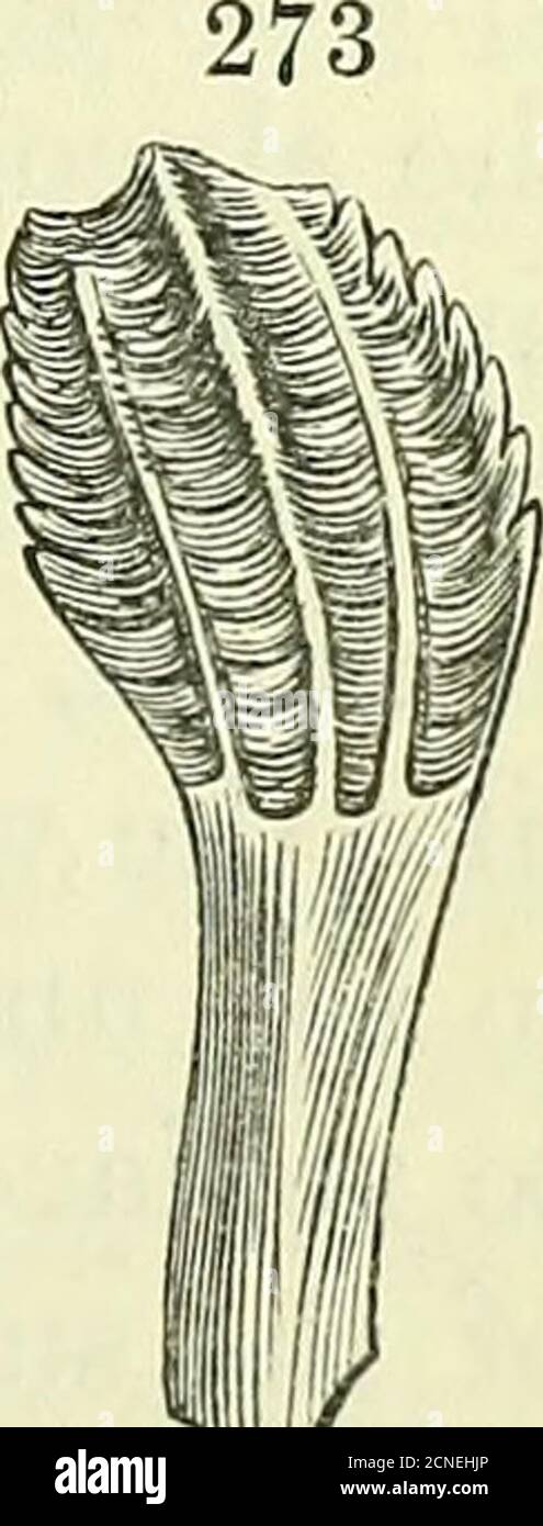 . On the anatomy of vertebrates [electronic resource] . rnalstructure ...