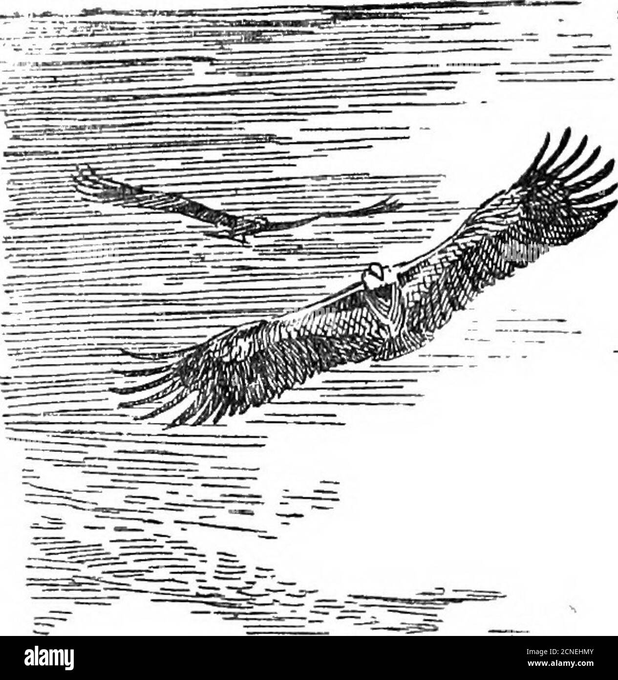 . The British bird book . ected a landing. Unhappilythere was no Bird Protection Society in those days to stopthis senseless slaughter. Here our survey of Birds on the Wing ends. It beganwith flight through the air, it ends with flight through thewater. It is not a little surprising, surely, to find that thesame wing can be efficiently used for both these extremes ofmotion. And still more surprising to find that, this beingso, the penguin should have been forced, so to speak, to adoptthe expedient of evolving a paddle ; and so forgo the powerof aerial locomotion. The skeleton of this wing, it Stock Photo