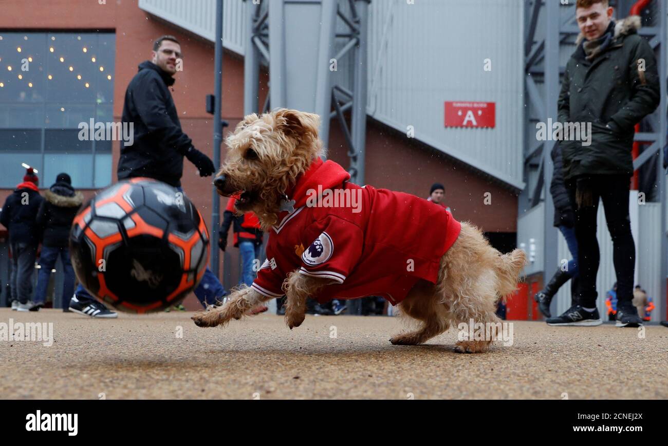 dog liverpool jersey