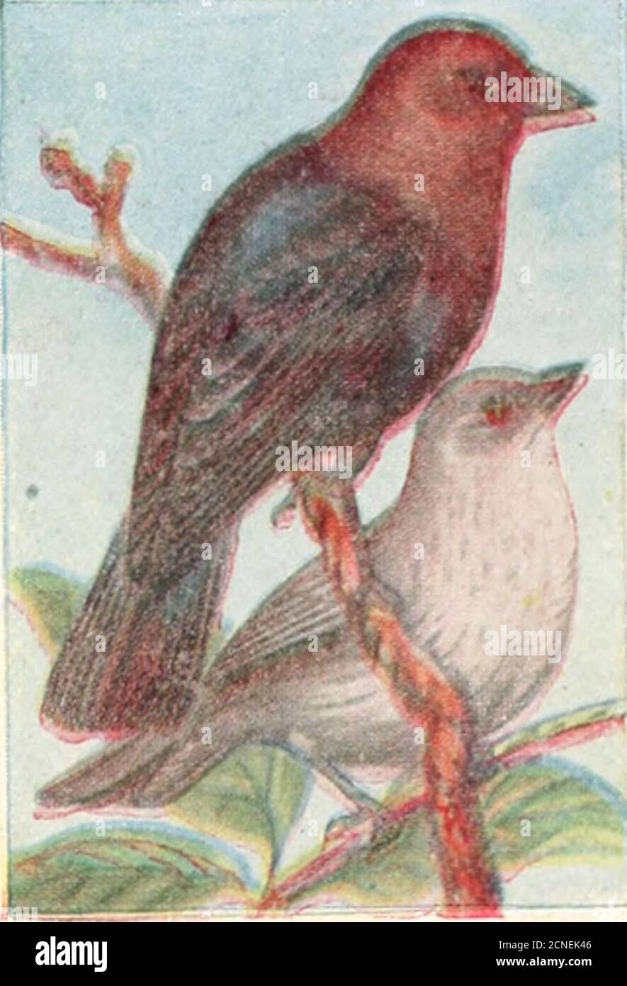 Dangers for nesting birds hires stock photography and images Alamy