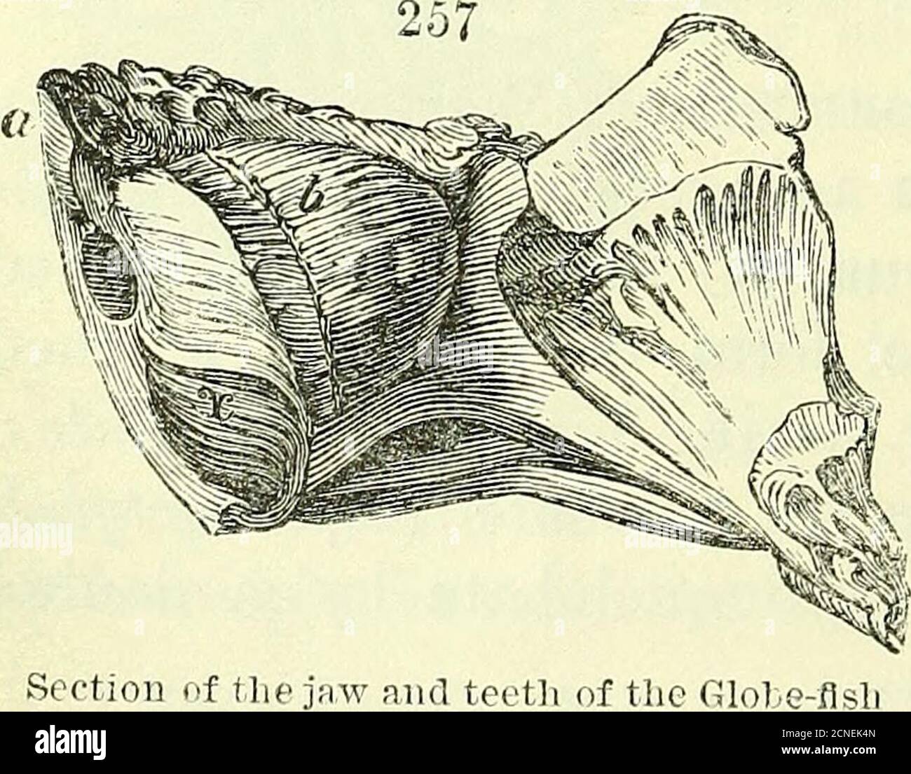 . On the anatomy of vertebrates [electronic resource] . Front teeth of Aplo-dactylus. v.. ex-thethe ie jaw and teeth of the GlobiDtodon). y. TEETH OF FISHES. 373 be cited, besides the nasal teeth of the Lepidosiren, fig. 251, c,and the occipital alveolus of the Carp and Tench, fig. 250, themarginal alveoli of the prolonged, depressed, well ossified rostrumof the Saw-fish (Pristis, fig. 65). In the Lampreys, fig. 138, andin Helostomus (an osseous fish), most of the teeth are attached tothe lips. Lastly, it is peculiar to the class Pisces, amongst Verte-brates, to offer examplesof teeth develope Stock Photo