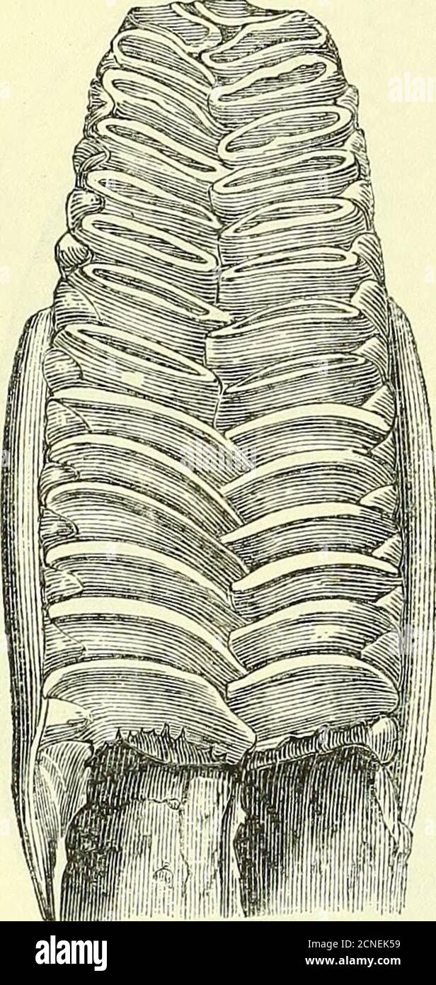 . On the anatomy of vertebrates [electronic resource] . Inferior pharyngeal bone and teeth (Labrus). v. upper pharyngeal bone of the Parrot-fish (Scarus, fig. 255).A thin lamella, slightly curved like a finger-nail, is the singularform of tooth in an extinct genus of fishes, thence calledPetalodus. Sometimes the incisive form of tooth is notchedin the middle of the cutting edge, as in Sargus unimaculatus.Sometimes the edge of the crown is trilobate {Aplodactglus,fig. 256). Sometimes it is made quinquelobate by a double 1 v. pi. 45, fig. 1. B B 2 372 ANATOMY OF VERTEBRATES.. Superi notch on eac Stock Photo