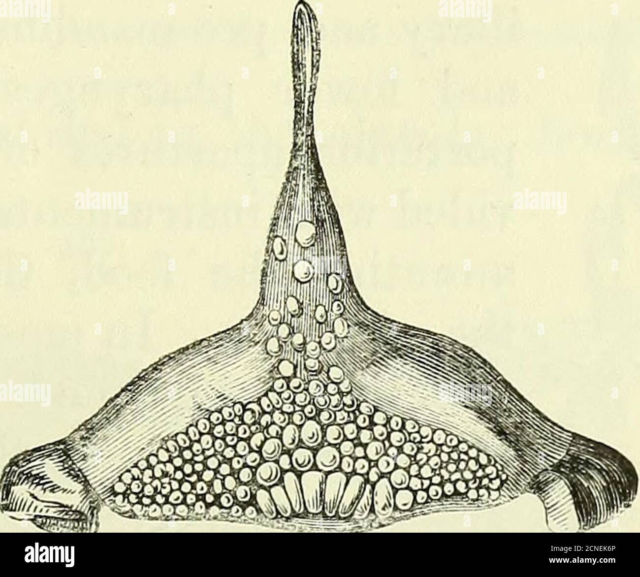 . On the anatomy of vertebrates [electronic resource] . Mandibular teeth,magnified (Platax). v.. Inferior pharyngeal bone and teeth (Labrus). v. upper pharyngeal bone of the Parrot-fish (Scarus, fig. 255).A thin lamella, slightly curved like a finger-nail, is the singularform of tooth in an extinct genus of fishes, thence calledPetalodus. Sometimes the incisive form of tooth is notchedin the middle of the cutting edge, as in Sargus unimaculatus.Sometimes the edge of the crown is trilobate {Aplodactglus,fig. 256). Sometimes it is made quinquelobate by a double 1 v. pi. 45, fig. 1. B B 2 372 ANA Stock Photo