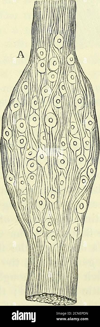 . On the anatomy of vertebrates [electronic resource] . : these are ...