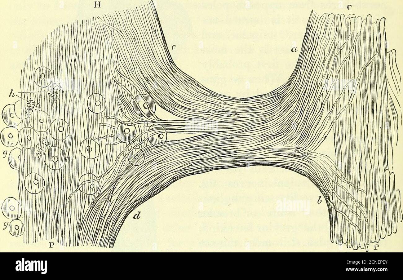 . On the anatomy of vertebrates [electronic resource] . A. Spinal ganglion of the Ray, 40 diameters.B. Portion of the same, dissected, ccxxn. 320 ANATOMY OF VERTEBRATES. branch passing to the myelon; b, a portion passing to the peri-phery ; c, fibres of the communicating nerve passing in thesympathetic towards the head; d, similar fibres passing towards 212. Communication between the sympathetic and third spinal nerve in the Frog. ccxn. the pelvis; g, g, are ganglion-cells; h, specks of pigment, whichmark the ganglions in the Frog. § 58. Sympathetic of Fishes.— This system, as being an off-sho Stock Photo