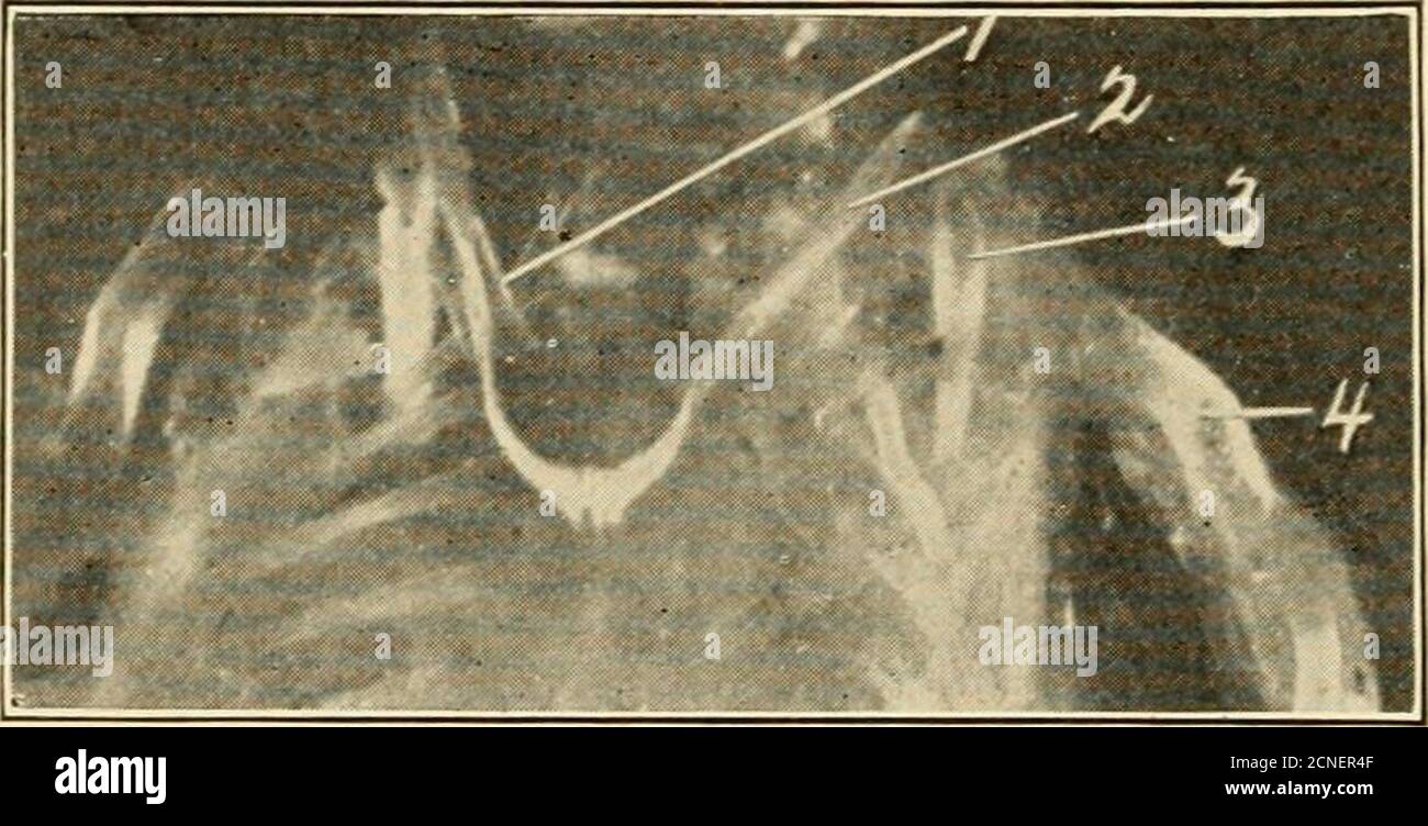 . The development of the chick; an introduction to embryology . still ...