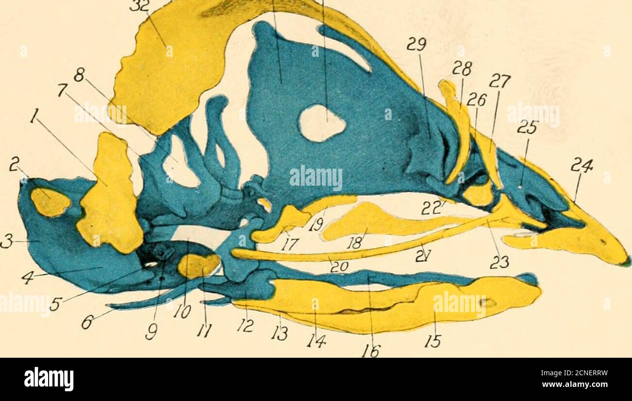 . The development of the chick; an introduction to embryology . of ...
