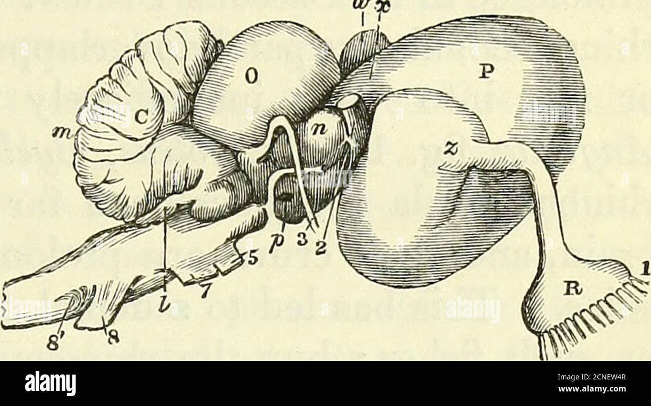 Rhinencephalon hi-res stock photography and images - Alamy