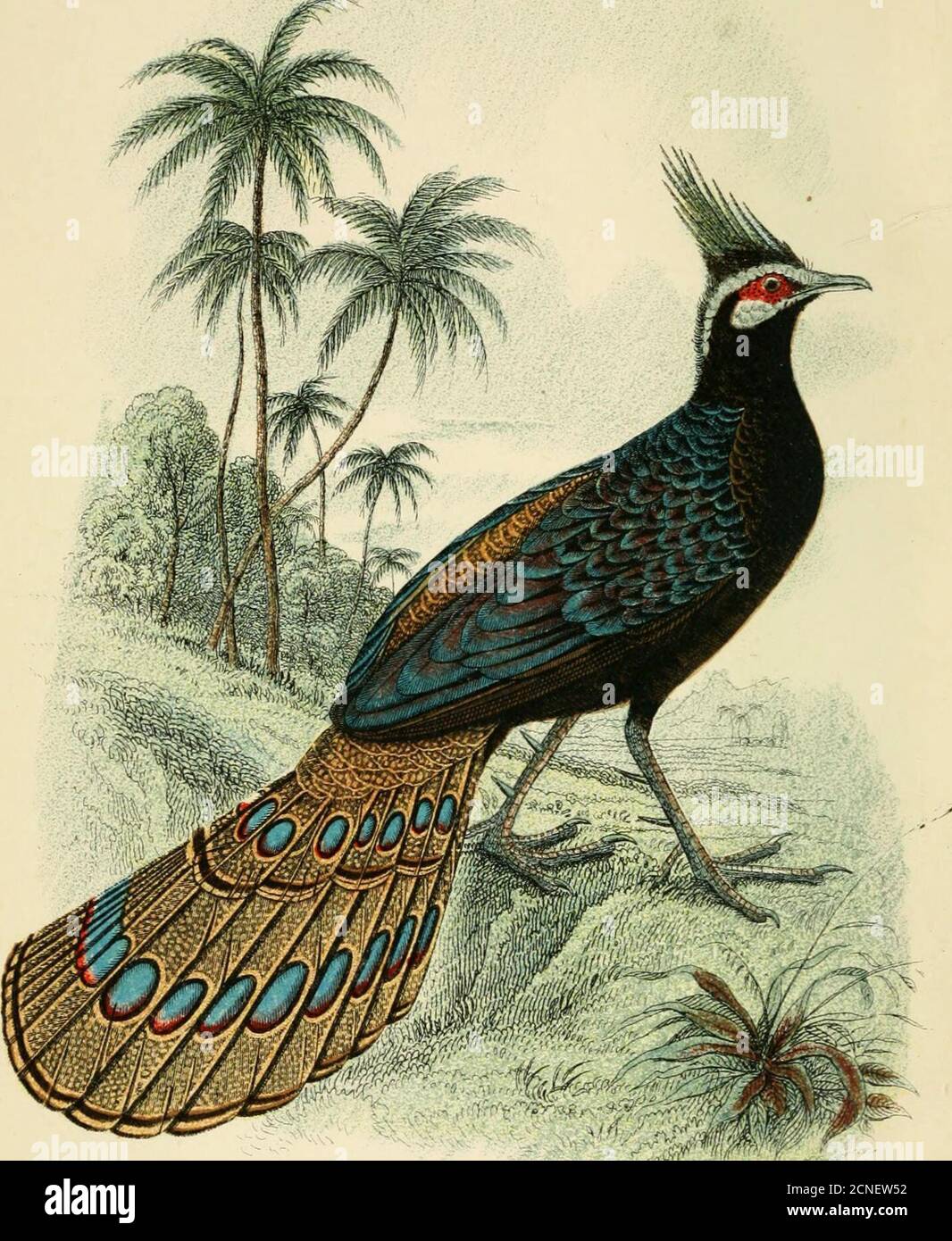 . A hand-book to the game-birds . of the birds own feathers,placed amongst grass among jungle {R. A. Clark). Eggs.—Like those of the Golden Pheasant. Averagemeasurements, 2 by 1*44 inches {R. A. Clark). II. GERMAIN S PEACOCK-PHEASANT. POLYPLECTRONGERMAINI. Polypledro7i germaini^ Elliot, Ibis, 1866, p. 56; id. MonogrPhasian. i. pi. 8 (1872); Ogilvie-Grant, Cat. B. Brit. Mus.xxii. p. 357 (1893). Adult Male.—Like the male of F. chinquis, but the whitish-brown spots on the upper-parts are i?iuch smaller a7id closertogether ; the ocelli on the tail-feathers dark green with bluish-violet reflections Stock Photo