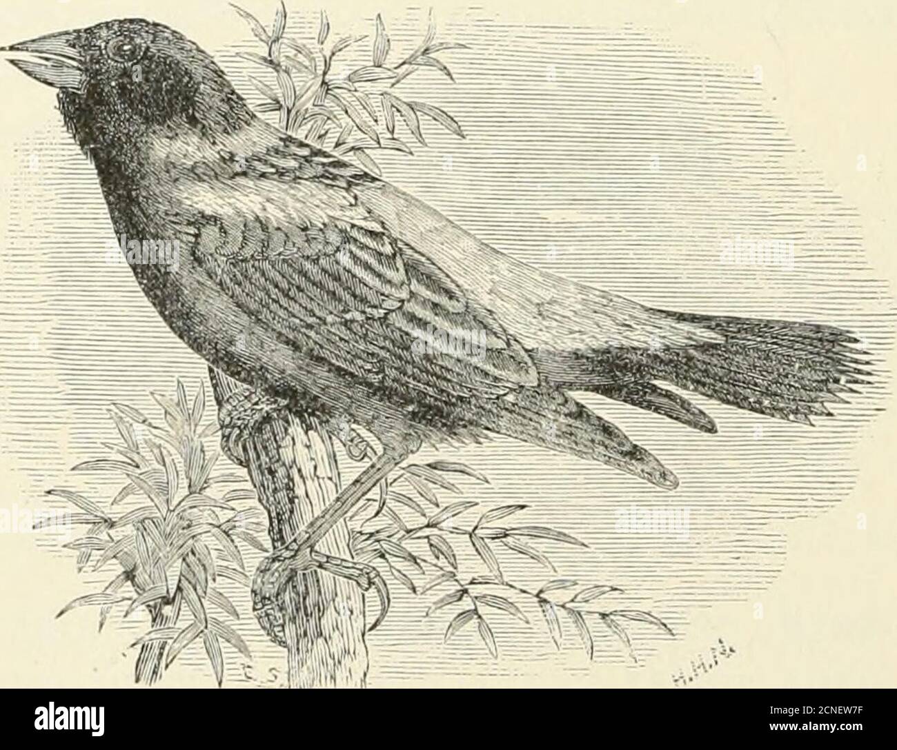 The birds of Illinois and Wisconsin . Male. Orchard Criolp. Crown, with  yellow buff in center, bordered by black; back,streaked with black; under  parts, pale yellow, tinged with buff; tailfeathers, pointed.