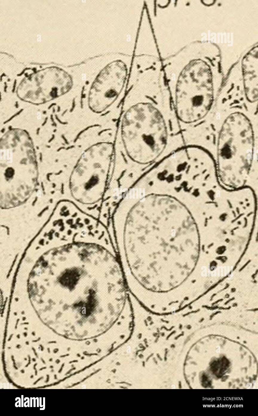 . The development of the chick; an introduction to embryology . coelom Stock Photo
