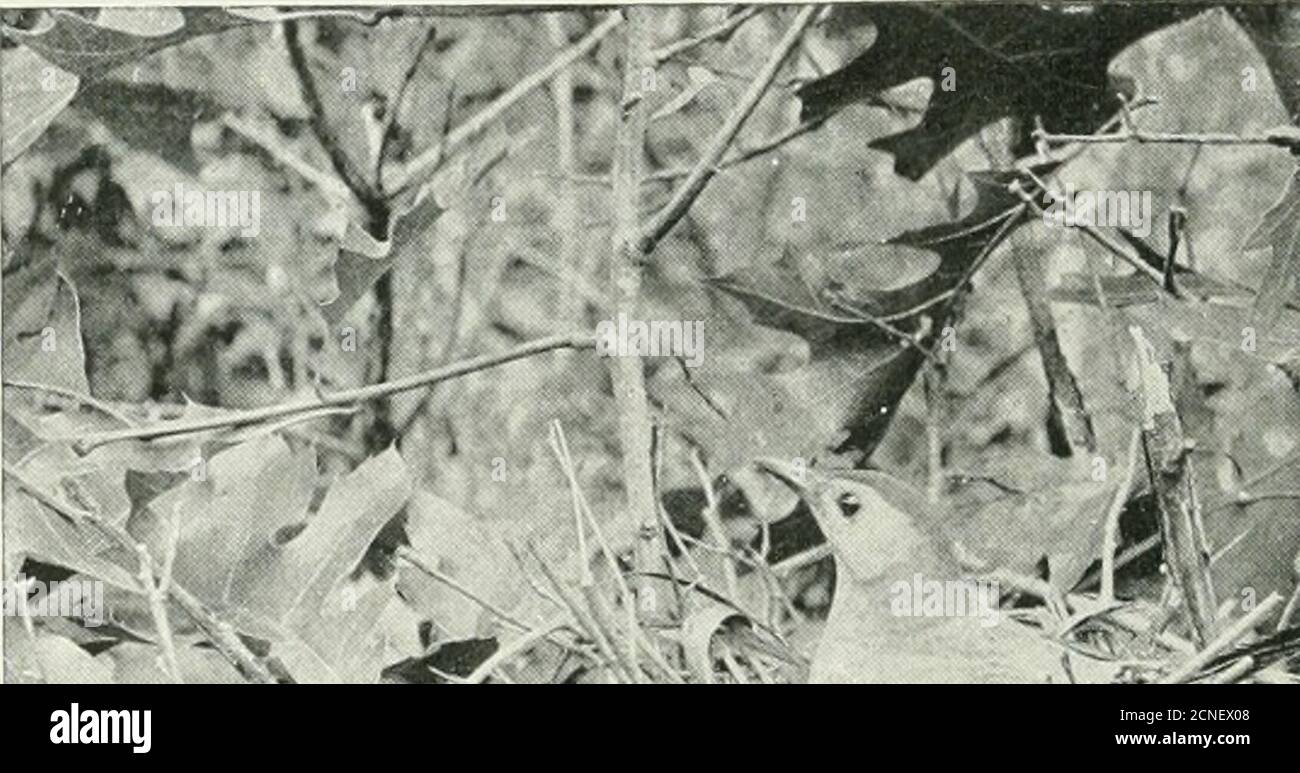 . Bird-lore . ial previous experience in this line ofwork. After clearing away a little of the overhanging and interveningvegetation, the camera was placed with the lens not more than two feet 88 Bird-Lore from the nest, this being necessary in order to secure an image of thedesired size with the short focus lens at hand (a B. and L. Zeiss Ana-stigmat, Series ii A, 6)4 x^){, focal length 5^ inches). Fifty feet ofrubber tubing, a large bulb, and a field-glass made it possible towatch developments and carry on operations from a safe distance.But, although the camera was nearly concealed with fer Stock Photo