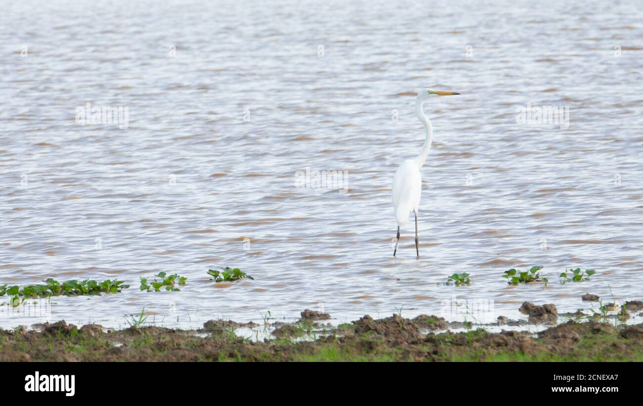 White Egret wading in the dry river and hunting.Great Egret looking for fish in rice field thailand. Stock Photo