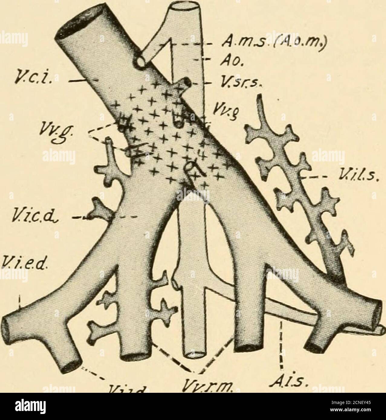 Vena iliaca interna hires stock photography and images Alamy