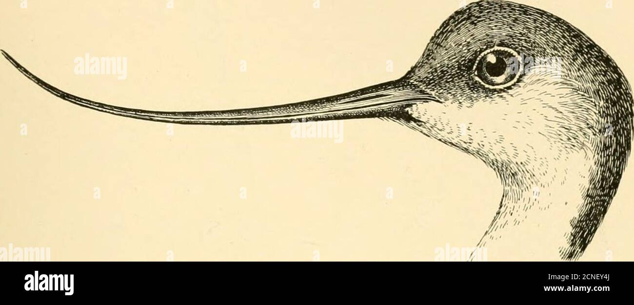 . The aquatic birds of Great Britain and Ireland . Fig. 37.—avocet. This is a handsome and remarkable-looking bird, ofslender build and very graceful bearing, which with its piedplumage render it an easily identified species on the sea-shore. Its beak is unmistakable ; it is of considerable length,tapers to a sharp point, and is recurved or bent upwards AVOCET 253 like a surgeons needle.^ Its legs and feet are long andslender, and its toes are partially webbed (figs. 37 and 39.) The Avocet is a bird of the coast. It delights to probe inthe soft ooze of tidal estuaries, where it obtains an abun Stock Photo