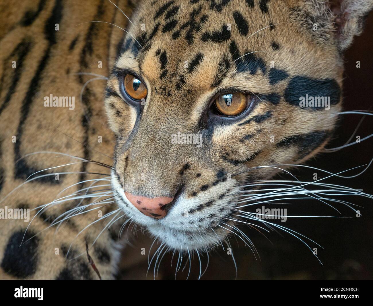 Clouded leopard Neofelis nebulosa Captive portrait Stock Photo