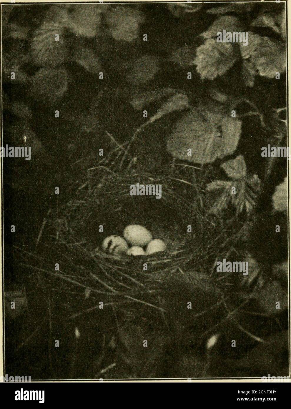 Cuckoo's egg hires stock photography and images Alamy
