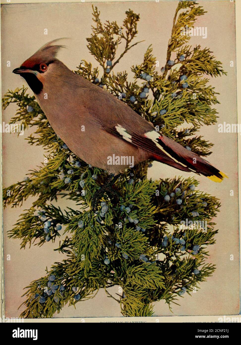 . Birds and nature . ifornia. Like their rela-tions, the cedar waxwings, their appear-ance in any locality during the winter isso uncertain they may well be calledroving gypsies, and the similarity isemphasized by the fact that they feedand travel in bands. Then, too, thesebirds rarely exert themselves, exceptingto satisfy hunger and they have beenknown to rest on the branches of a treefor hours at a time. While their flight iseasy and graceful, locomotion on theground is hard for them, and they walkwith difficulty. It would seem that allnatural objects which are somewhat er-ratic in their app - Stock Image