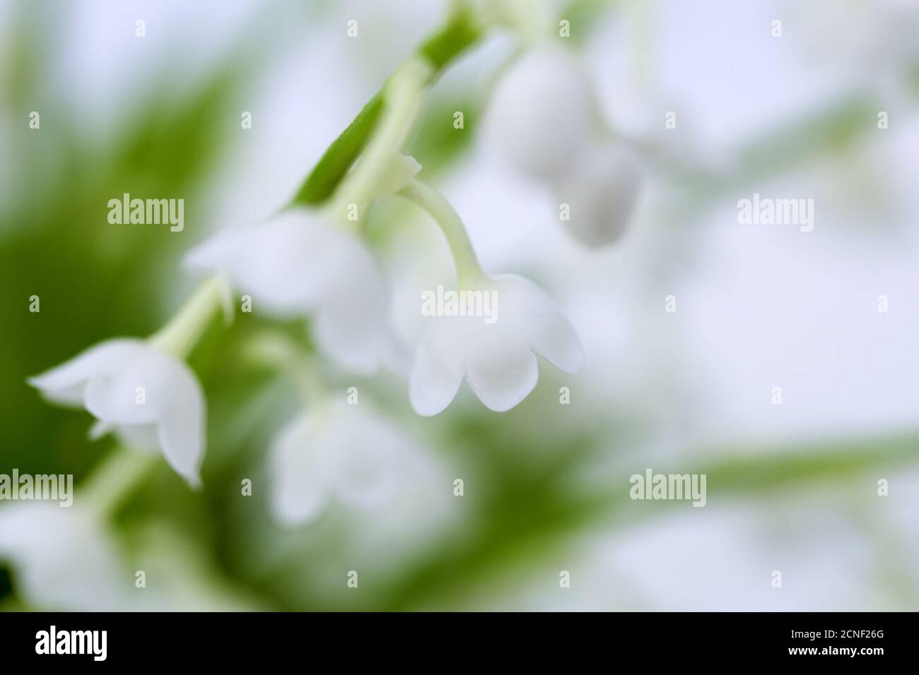 Beautiful lily valley flowers hi-res stock photography and images - Alamy