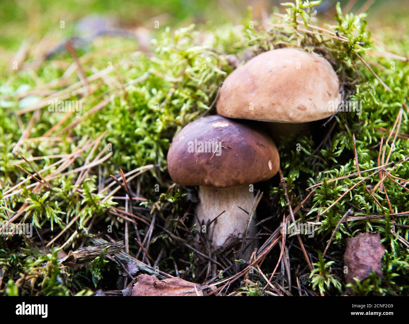 Boletus mushrooms in the forest isolated in natural bright blurry background. Wild forest. Find boletus Stock Photo