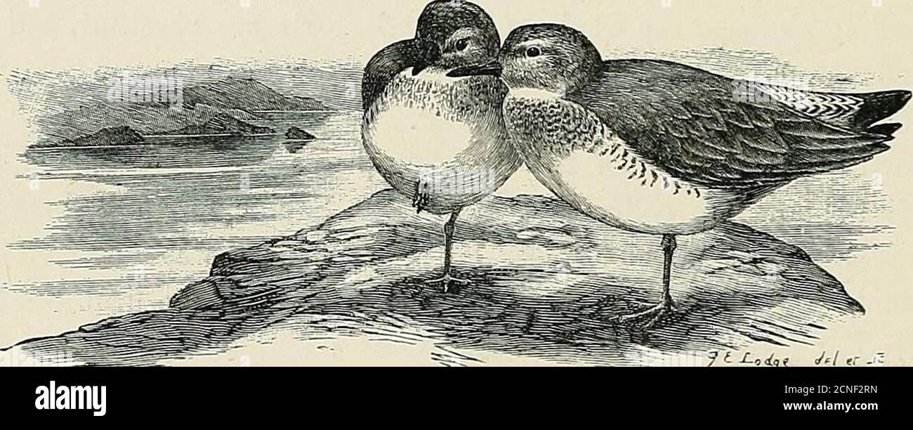 . The geographical distribution of the family Charadriidae, or the plovers, sandpipers, snipes, and their allies . The alleged egg of the Knot obtained by Greely near Fort Conger (Auk, 1885, p. 313)cannot be accepted as authentic. It exactly resembles in size and colour eggs of Ereunetespusillus. It was most likely an egg of that species, though it is not impossible that it mayhave been the egg of the Curlew Sandpiper or of the Grey Phalarope, either of whichbirds might, in breeding-plumage, be mistaken by an inexperienced observer for the Knot.I have an egg in my collection which I believe to Stock Photo