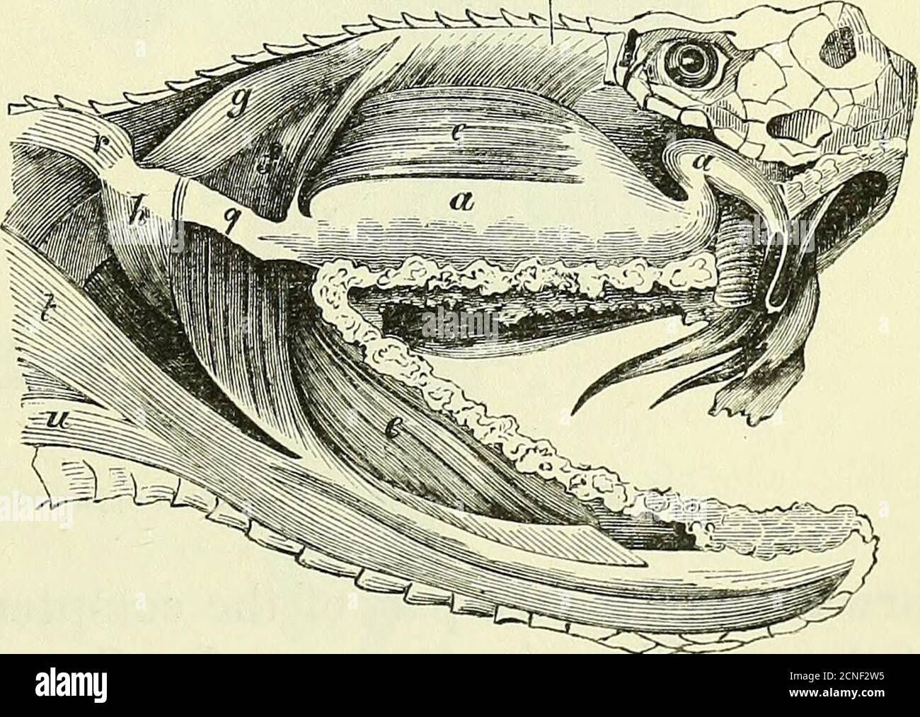 . On the anatomy of vertebrates [electronic resource] . ch close the mouth, one, like the muscle I,fig. 132, of the Shark, bears analogy to the masseter; in theabsence of a zygoma, it arises from the postfrontal and contiguouspart of the ectopterygoid, fig. 145, e, passes backward, windinground the tympano-mandibular joint, and is inserted into thesurangular and angular, as far forward as the dentary. Invenomous snakes its fascial origin spreads over the poison-bag,ib. a. The temporalis,ib. z, arises from theside and spine of theparietal, and descendsalmost vertically, partlycovered by the mas Stock Photo