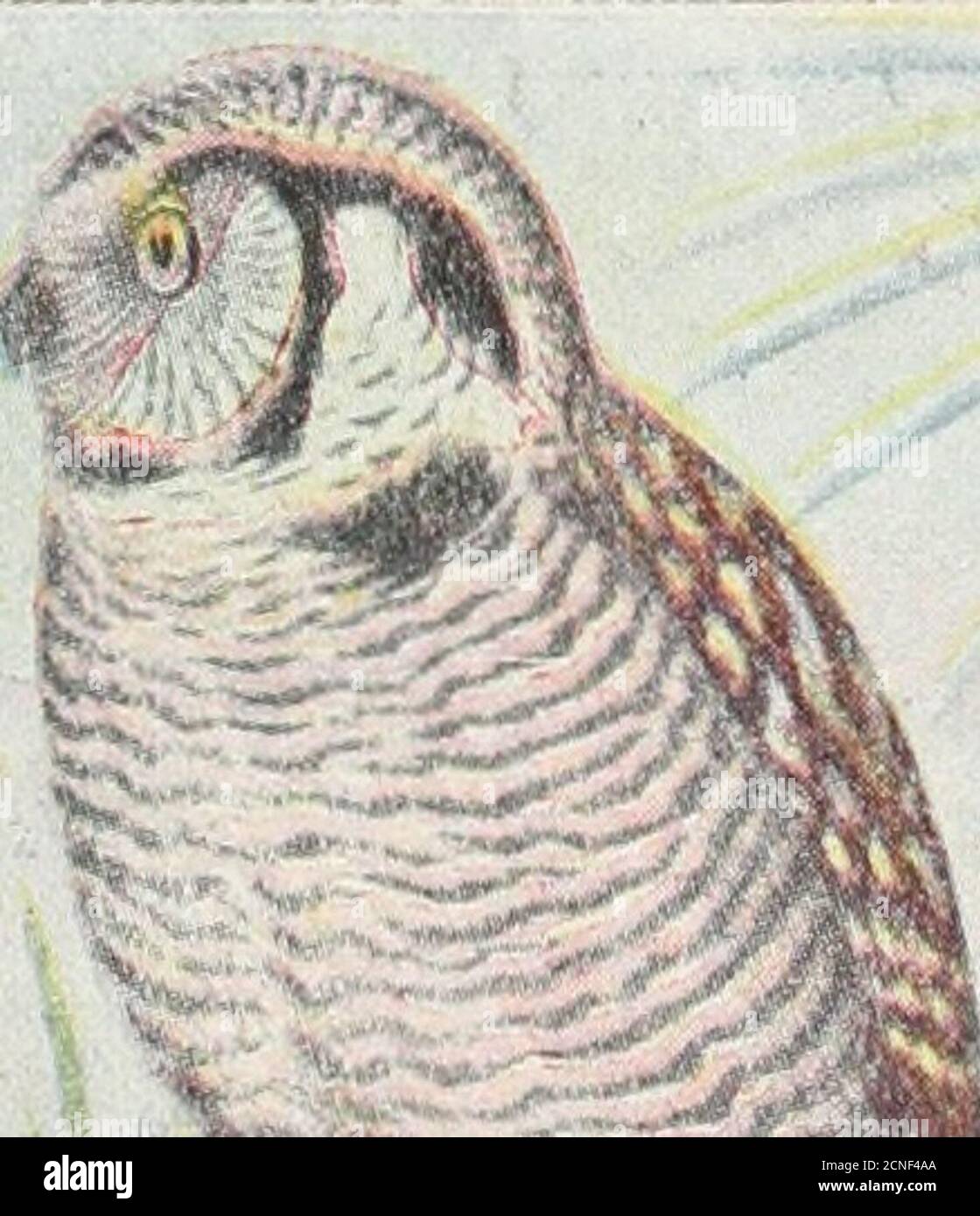 . The bird book : illustrating in natural colors more than seven hundred North American birds; also several hundred photographs of their nests and eggs . THE BIRD BOOK. | 377a. Hawk Owl. Surnia ulula caparoch. Range.—Northern North America, breedingfrom the central portions of British Americanorthward; probably also breeds in the RockyMountains in the northern tier of states andcasually farther. Stock Photo