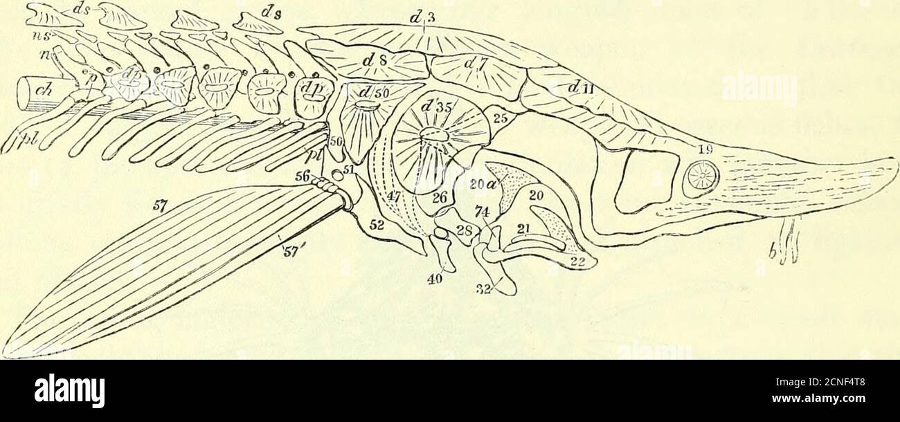 . On the anatomy of vertebrates [electronic resource] . incubating ...